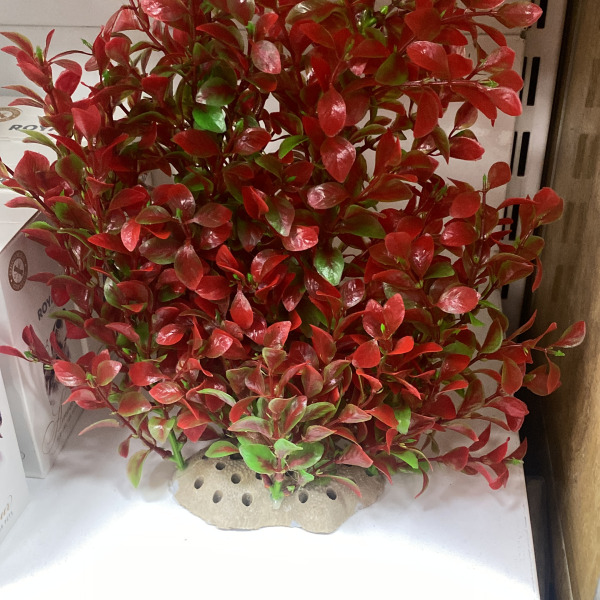 BİTKİ BÜYÜK 40-36 CM