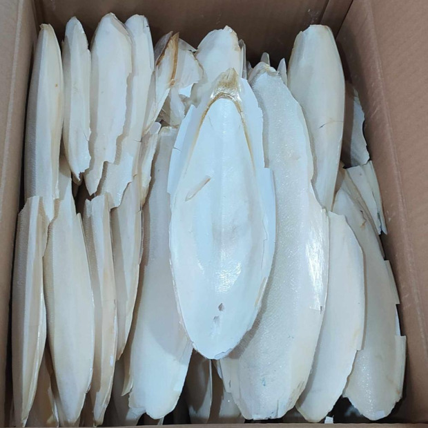 KALAMAR KEMİĞİ 1 KG